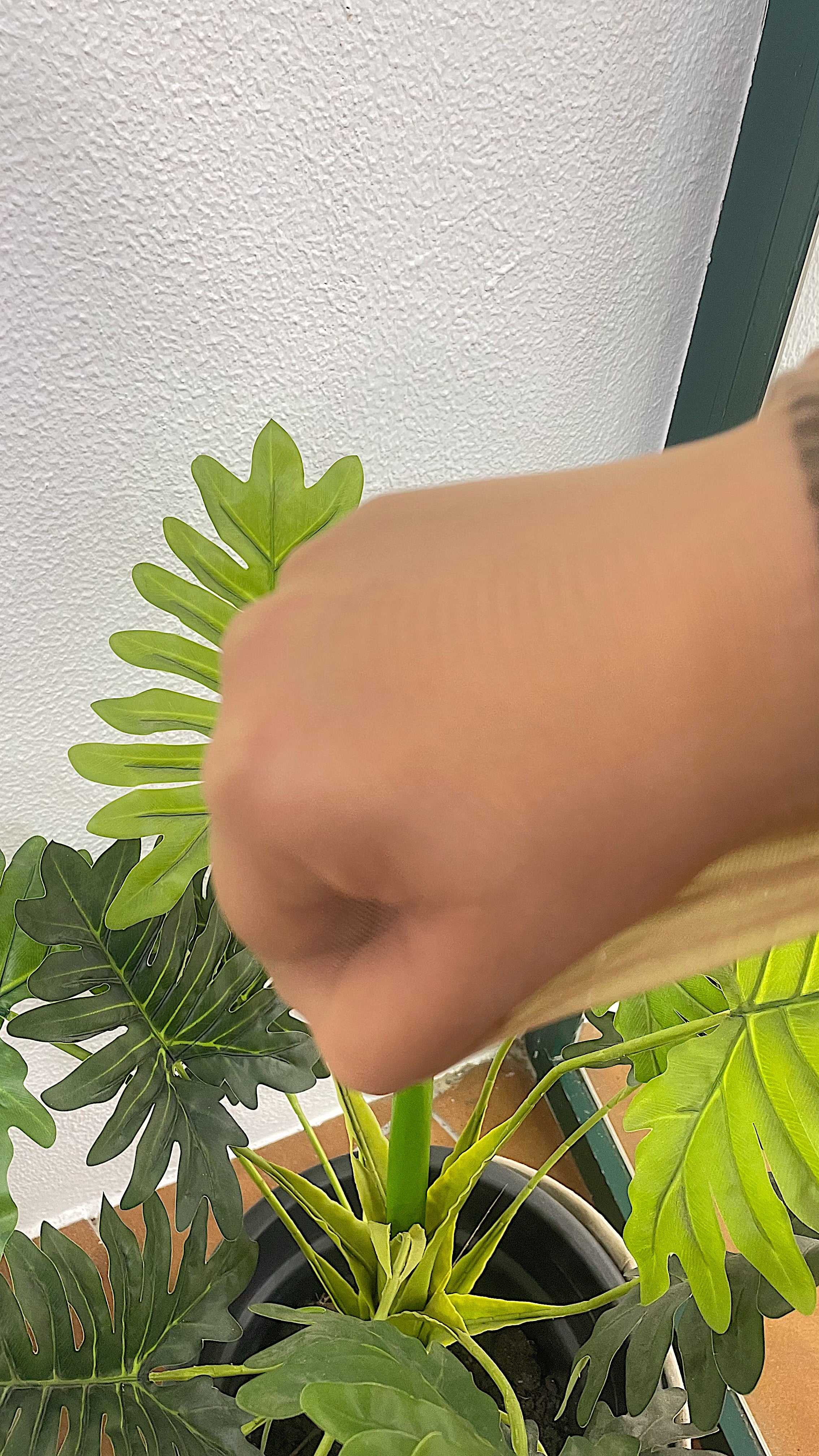 media panty mujer talla grande GlowXL Chiclana de la Frontera